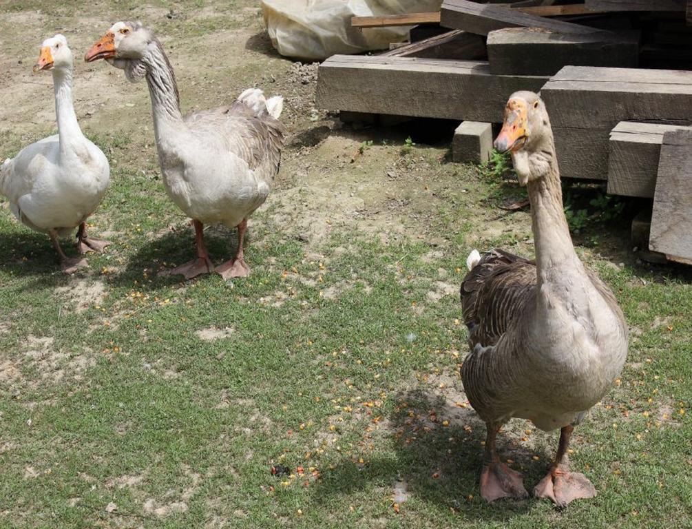 בית הארחה Muzilovcica 	Rural Tourism Family Ravlic מראה חיצוני תמונה