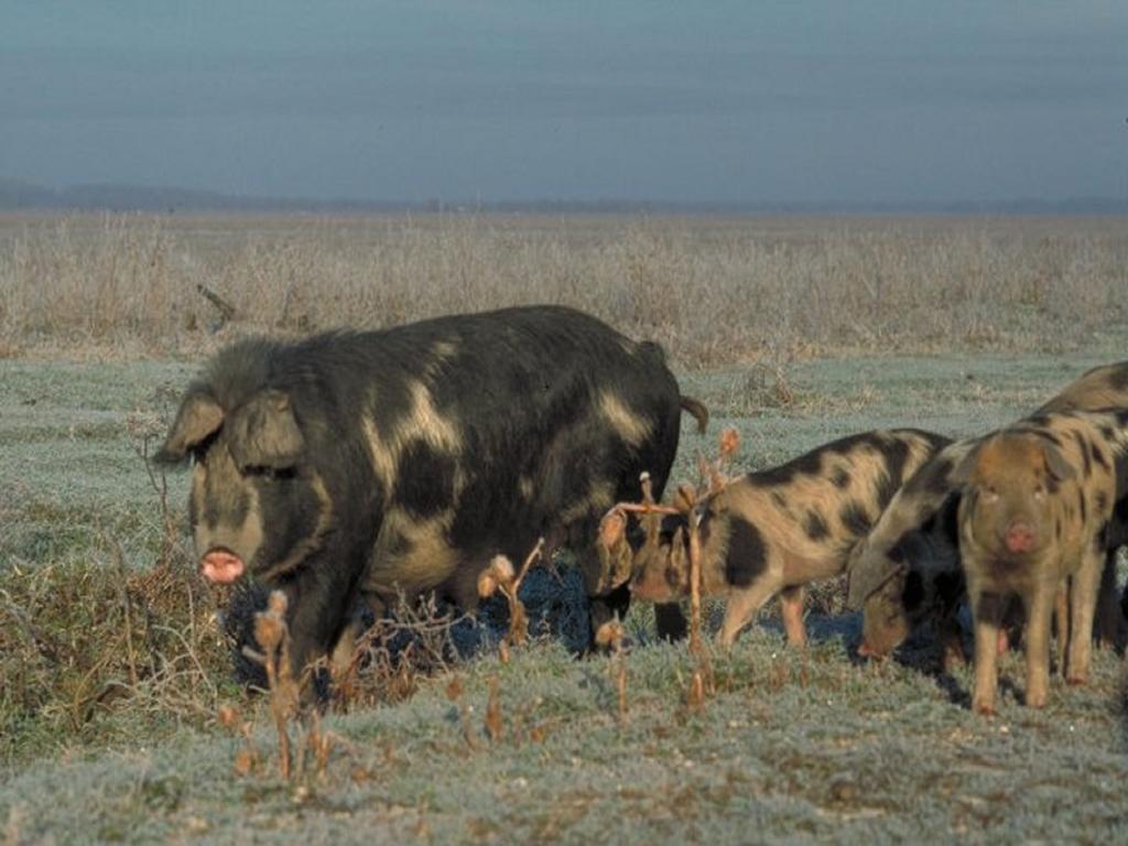 בית הארחה Muzilovcica 	Rural Tourism Family Ravlic מראה חיצוני תמונה